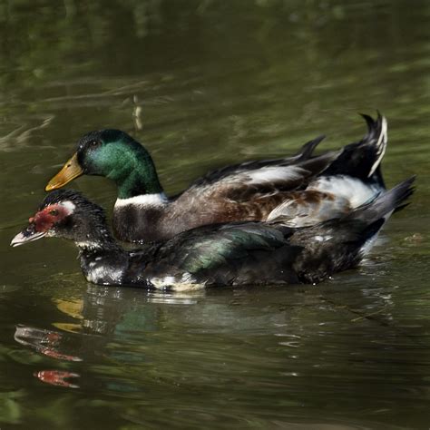 22 Dois Patinhos Na Lagoa 22 Dois Patinhos Na Lagoa Flickr