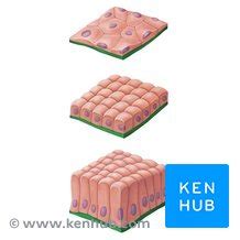 Basement membrane: Anatomy and function | Kenhub