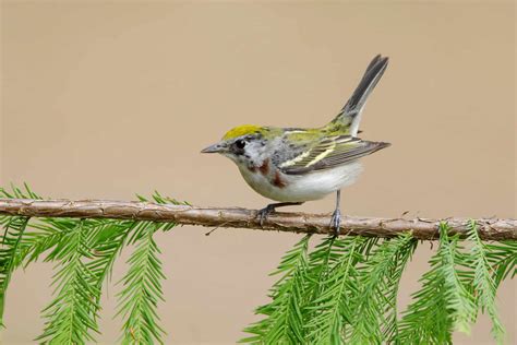 Chestnut-Sided Warbler Pictures - AZ Animals