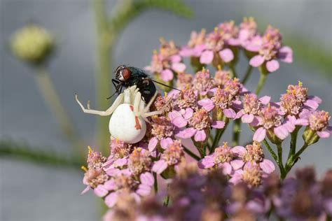 Veränderliche Krabbenspinne mit Beute NGID483525152 Flickr