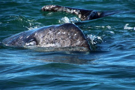 Gray Whale Calf Stock Photo - Download Image Now - Whale, Aquatic ...