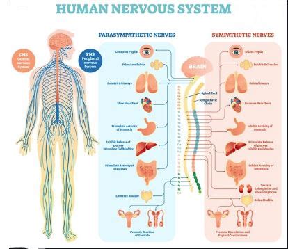 Different Parts of the Nervous System and Their Functions