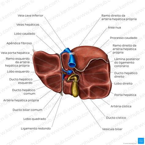 Anatomia Do Figado Humano RETOEDU