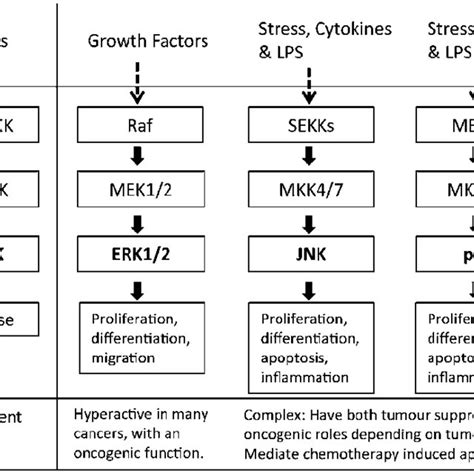 MAPK signalling pathways and cancer. Schematic showing the three major ...