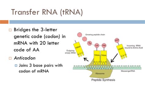 Chapter Transcription Translation The Biology Primer