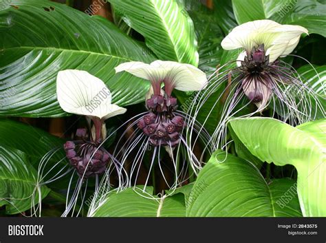 White Bat Plant Image & Photo (Free Trial) | Bigstock