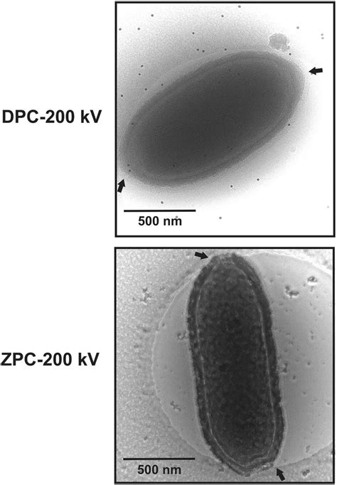 Pithovirus Particles With Dual Corks In Energy Filtered Regular Defocus