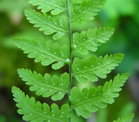 Cystopteris bulbifera (bulblet fragile fern): Go Botany