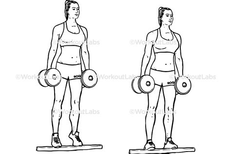 Standing Dumbbell Calf Raises – WorkoutLabs Exercise Guide