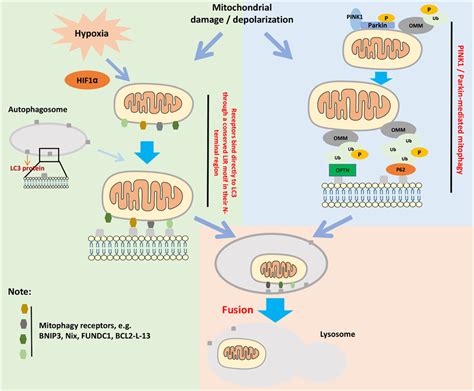 Major Molecular Mechanisms Of Mitophagy The Left Side Of The Figure