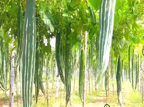 Snake Gourd Farming জেনে নিন চিচিঙ্গা চাষের সহজ পদ্ধতি