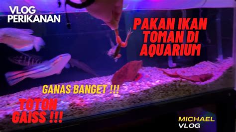 PAKAN IKAN TOMAN DI AQUARIUM JADI GANAS YouTube