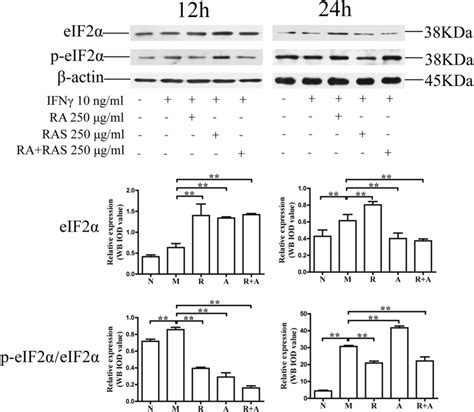 Interference In The Levels Of Phospho Eif2α In Bm Cells At 250 μgml Of