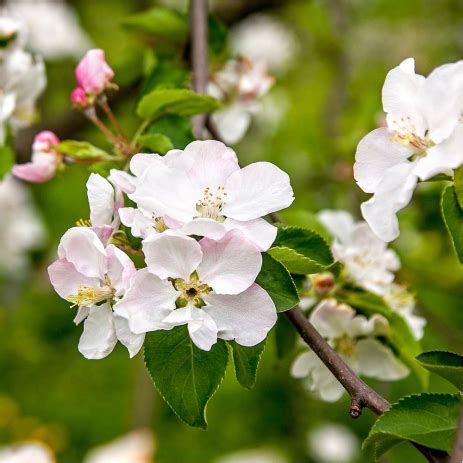 Pommier Reine Des Reinettes Cont L Basse Tige Malus Domestica