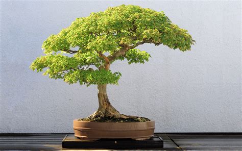 Japanese Bonsai Wallpapers - Top Free Japanese Bonsai Backgrounds ...