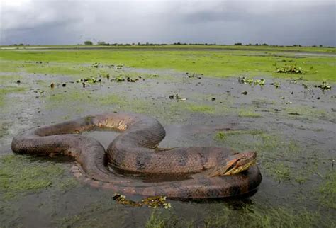 Green Anaconda Facts | Anatomy, Diet, Habitat, Behavior - Animals Time