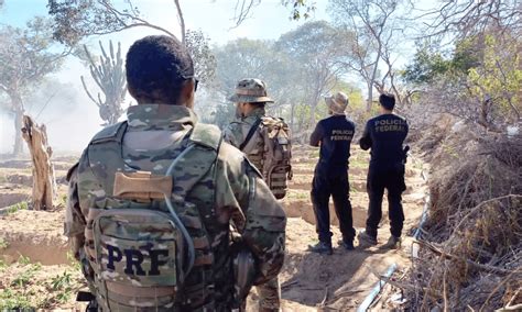 Plantação 20 mil pés de maconha em PE é destruída durante ação de