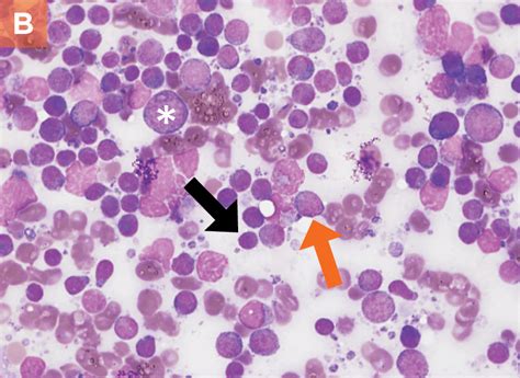 Small Animal Lymph Node Cytology