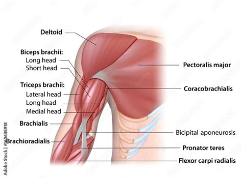 Arm Muscles Anterior Compartment Labeled Stock Illustration Adobe Stock