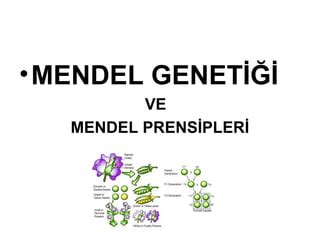 Mendel Geneti I Ppt