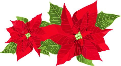 Poinsettia Clip Art Poinsettia Flower Christmas Card Design Poinsettia