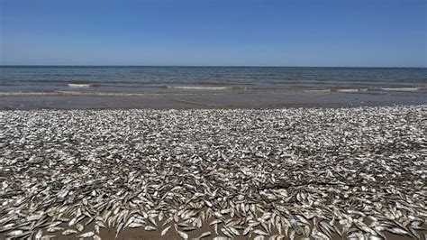 Le Manque D Oxyg Ne Dans L Eau A Provoqu L Chouage D Un Grand Nombre