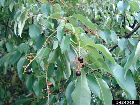 Black Cherry Prunus Serotina