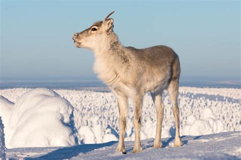 Reindeer, Lapland's favorite animal | Visit Finnish Lapland