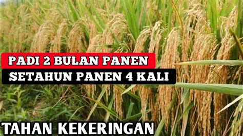 PADI 2 BULAN PANEN PETANI WAJIB TANAM BIBIT PADI 2 BULAN PANEN