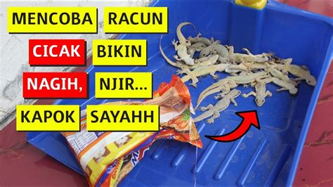 Mengatasi Banyak Cicak Di Rumah Racun Cicak Herbal Alami Cara Basmi