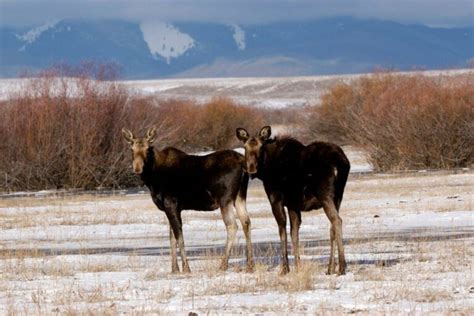 Montana Hunting Seasons Key Dates Every Hunter Should Know