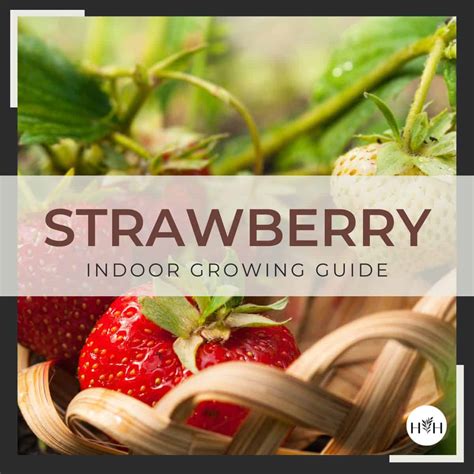 Growing Strawberries Indoors For A Sweet Year Round Treat Savor