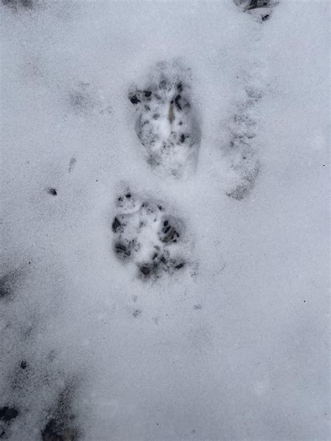 Fisher cat tracks? : r/Hunting