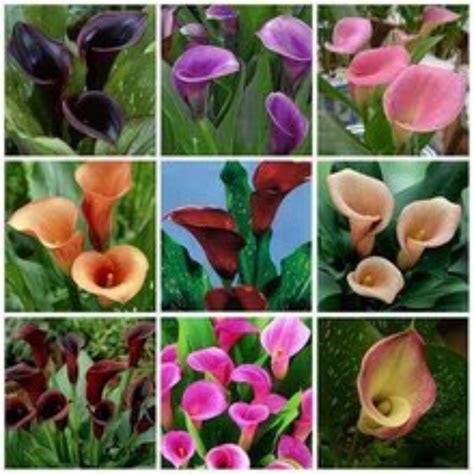 Calla Lily Plantscalla Lilies Bulbs For Salecalla Lily Bulbs Plants