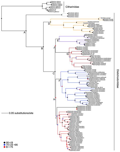 Phylogeny Of The Citharinoidei As Inferred By Likelihood In