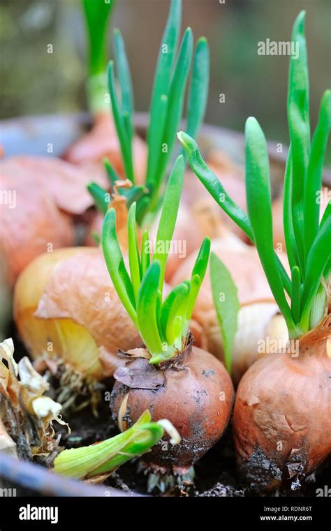 Sprouting Onions Hi Res Stock Photography And Images Alamy