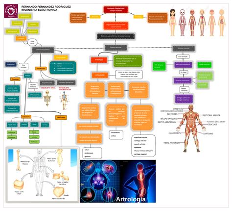 Mapa Conceptual Organizacion Basica Del Cuerpo Humano Elementos Images