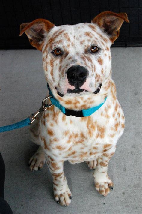 Dogs With Extraordinary Fur Patterns And Markings