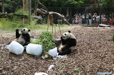 Belgique C L Bration Du Me Anniversaire Des Jumeaux Pandas G Ants