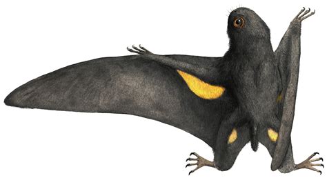 Batrachognathus Pteros