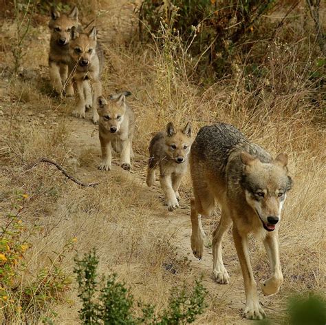 A New Gray Wolf Pack Found In California Npr