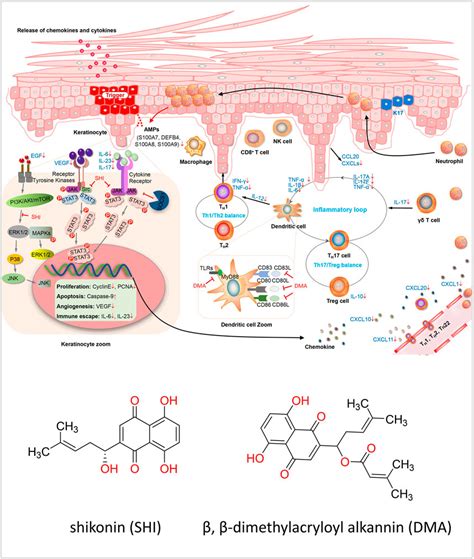 Frontiers Evidence And Potential Mechanism Of Action Of Lithospermum