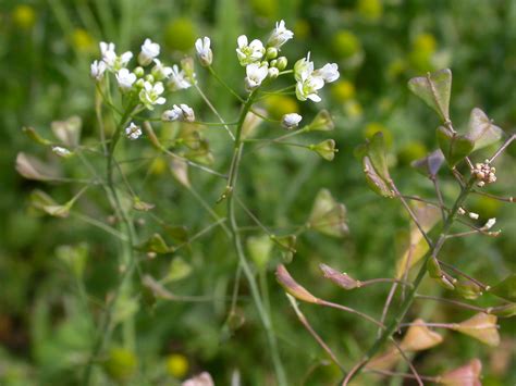 Capsella Bursa Pastoris Shepherds Purse Flickr