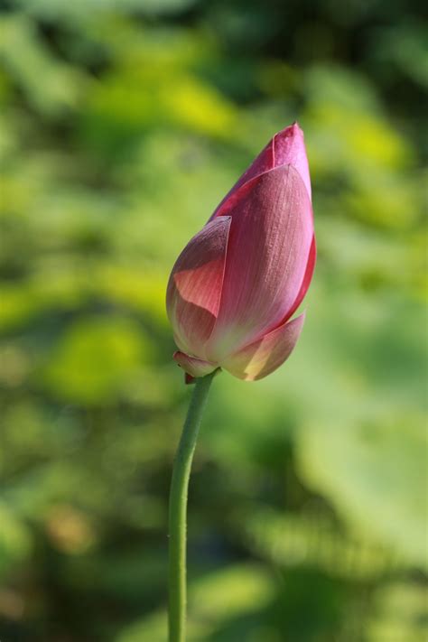 연 연꽃 수련 Pixabay의 무료 사진 Pixabay