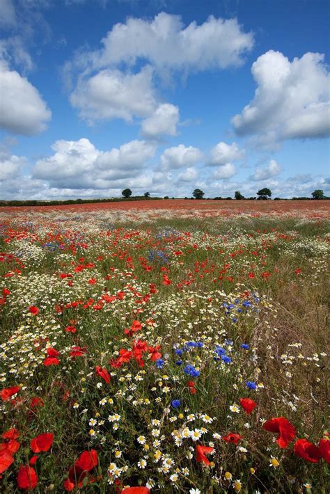 Pin By Neset Arici On Gelincik Bahcesi Beautiful Flowers Photos Wild