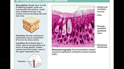 5 Types Of Epithelial Tissue