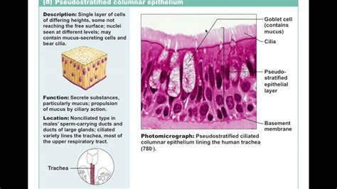 Chapter 4 2 2 Epithelial Tissue Types Bio201 Youtube