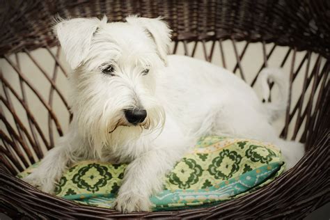 Guia De Ra As Conhe A O Schnauzer O Popular C O De Barba E Bigode