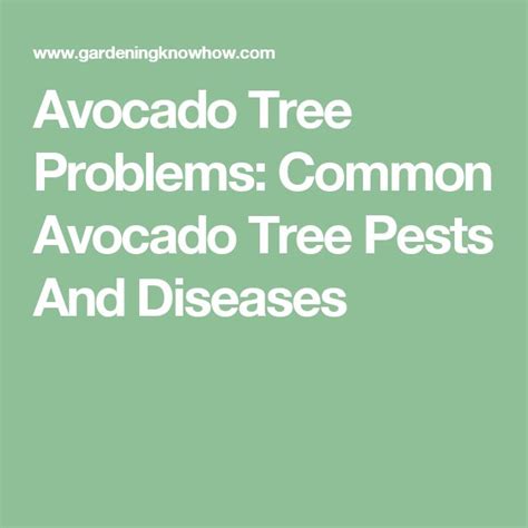 Avocado Tree Treatment Pests And Diseases Of An Avocado Tree