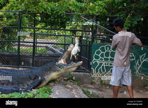 Feeding The Crocodile High Resolution Stock Photography And Images Alamy